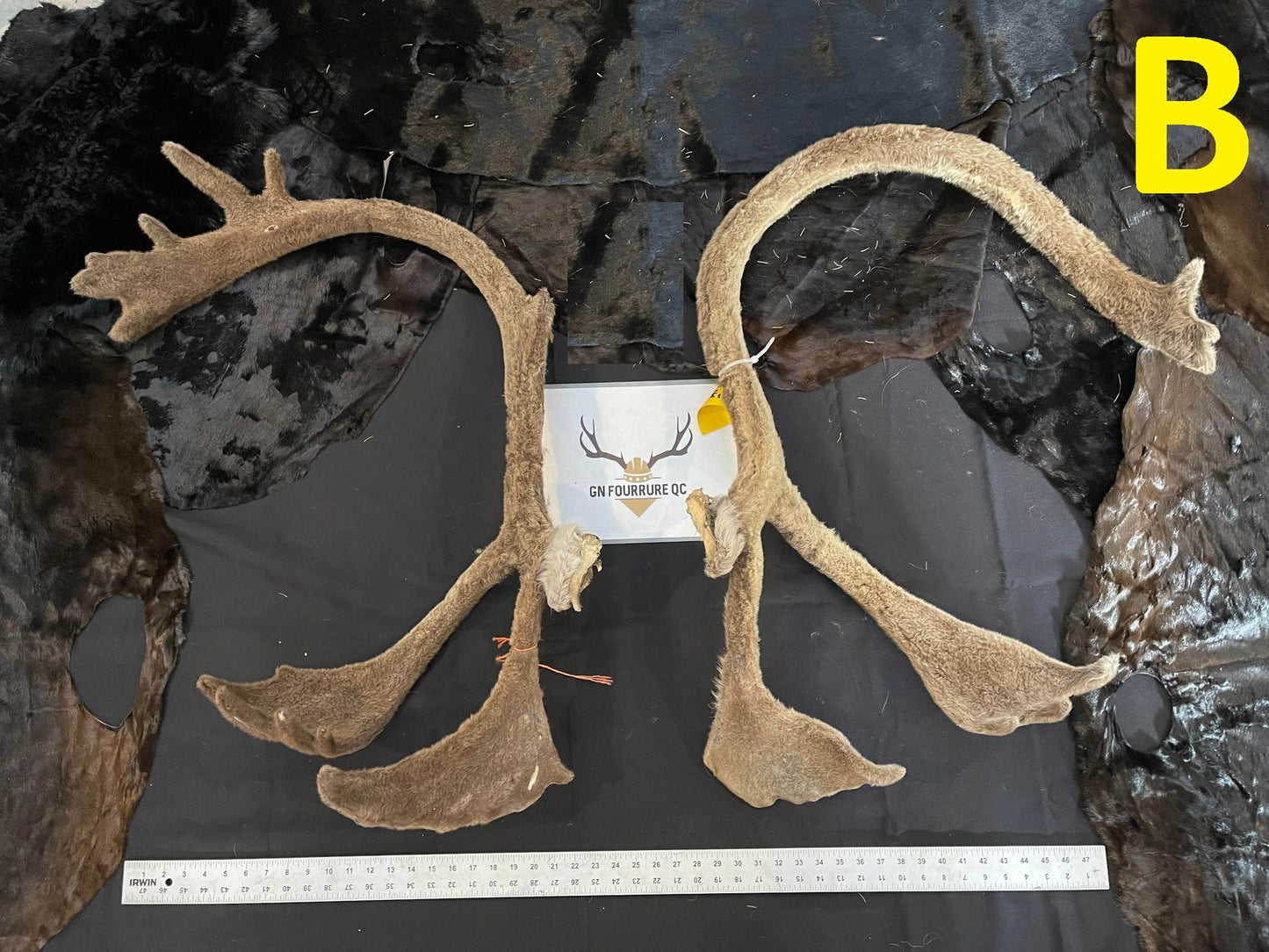 Caribou Antlers