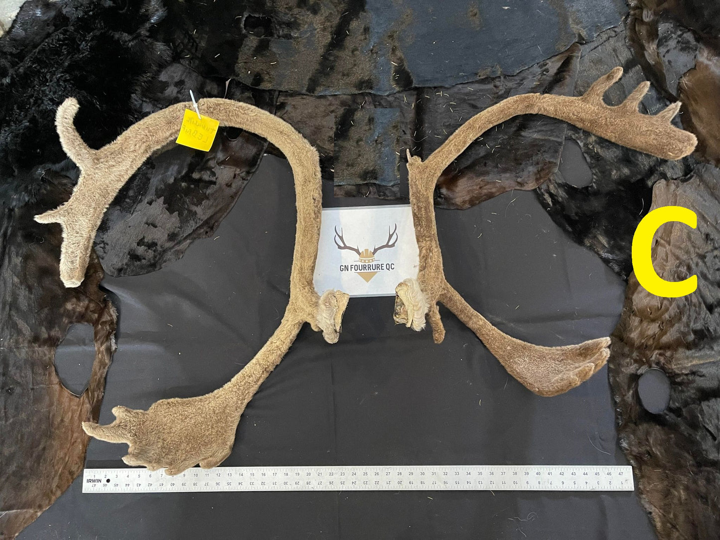Caribou Antlers