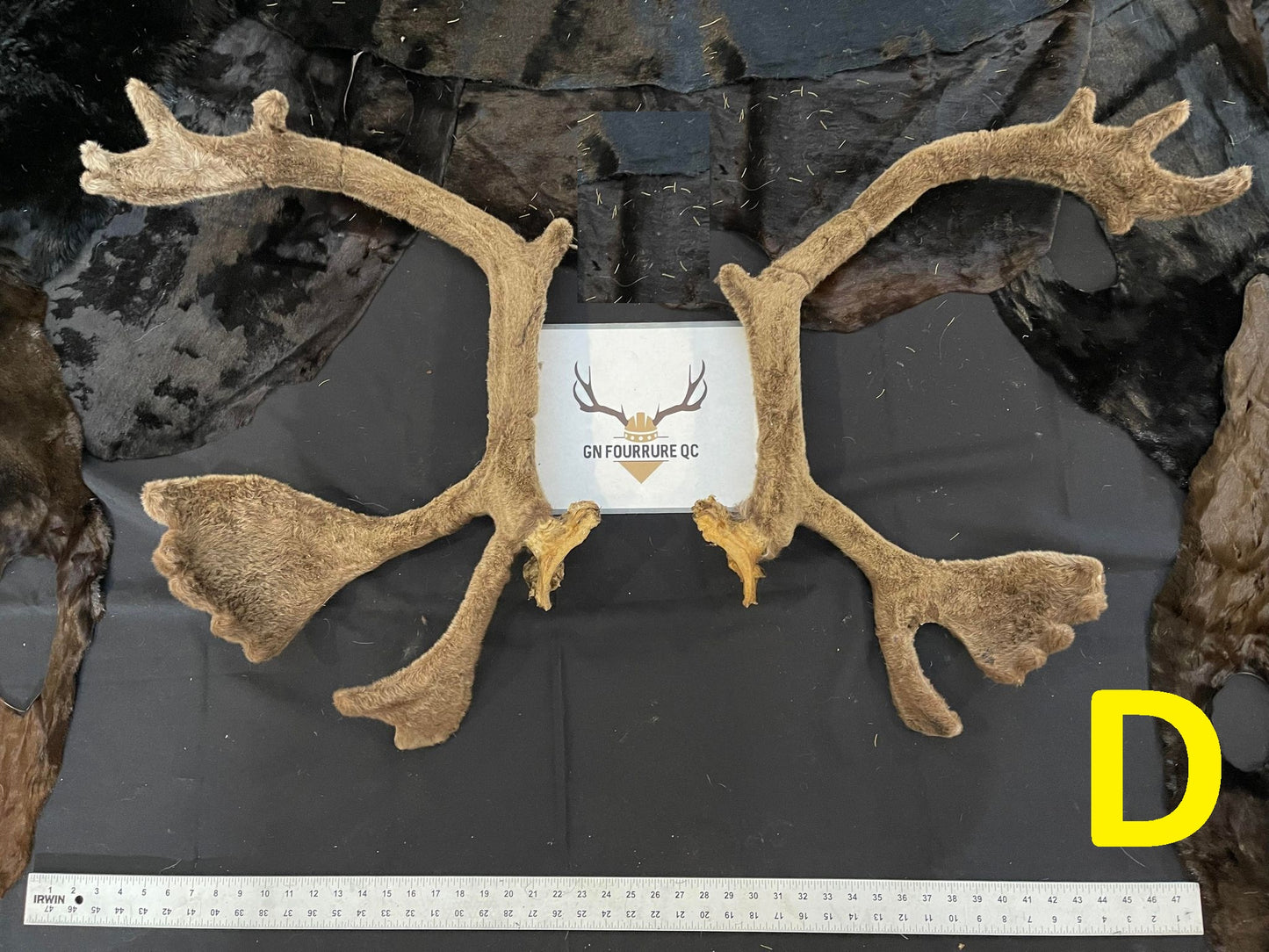 Caribou Antlers