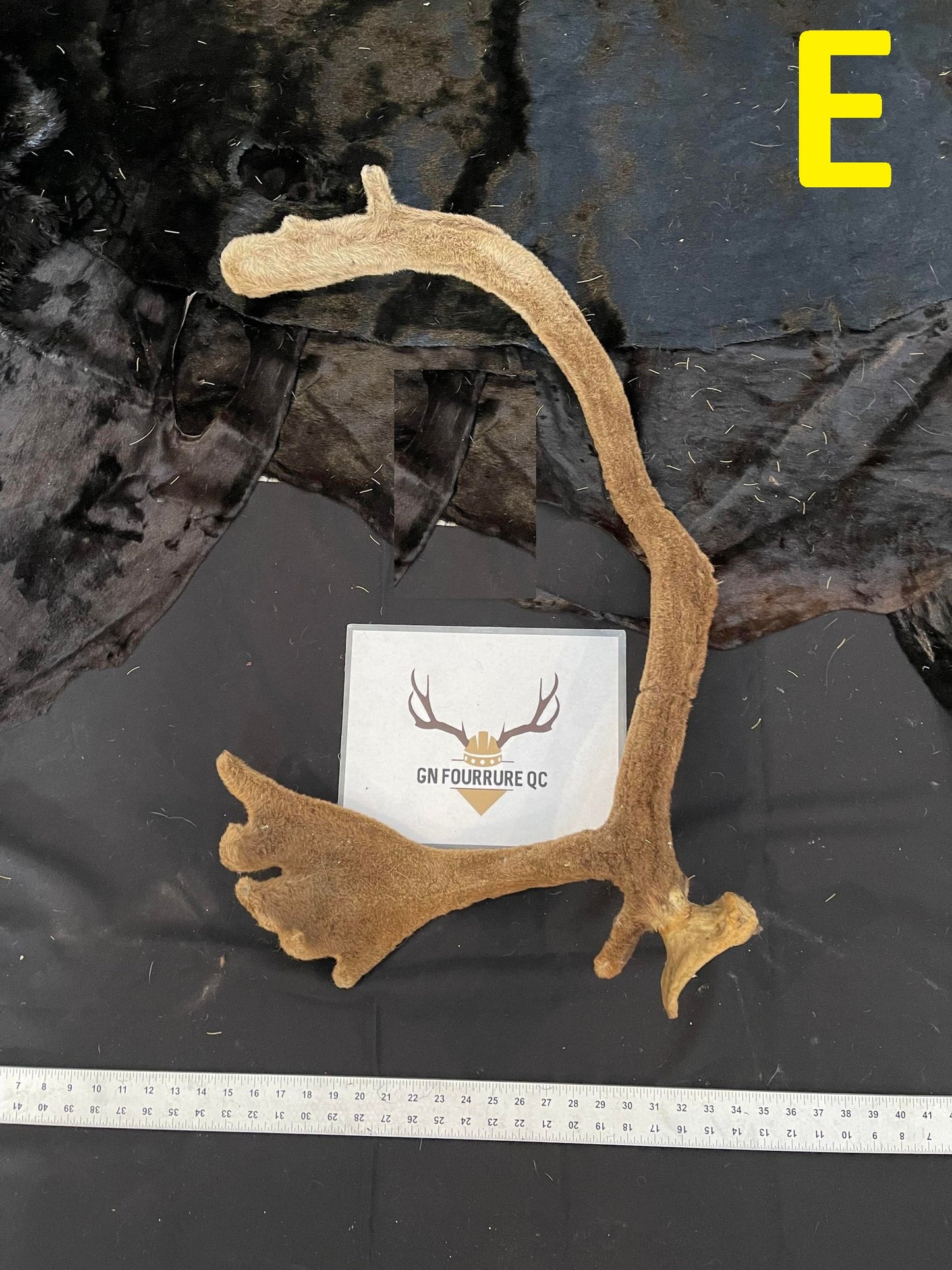 Caribou Antlers