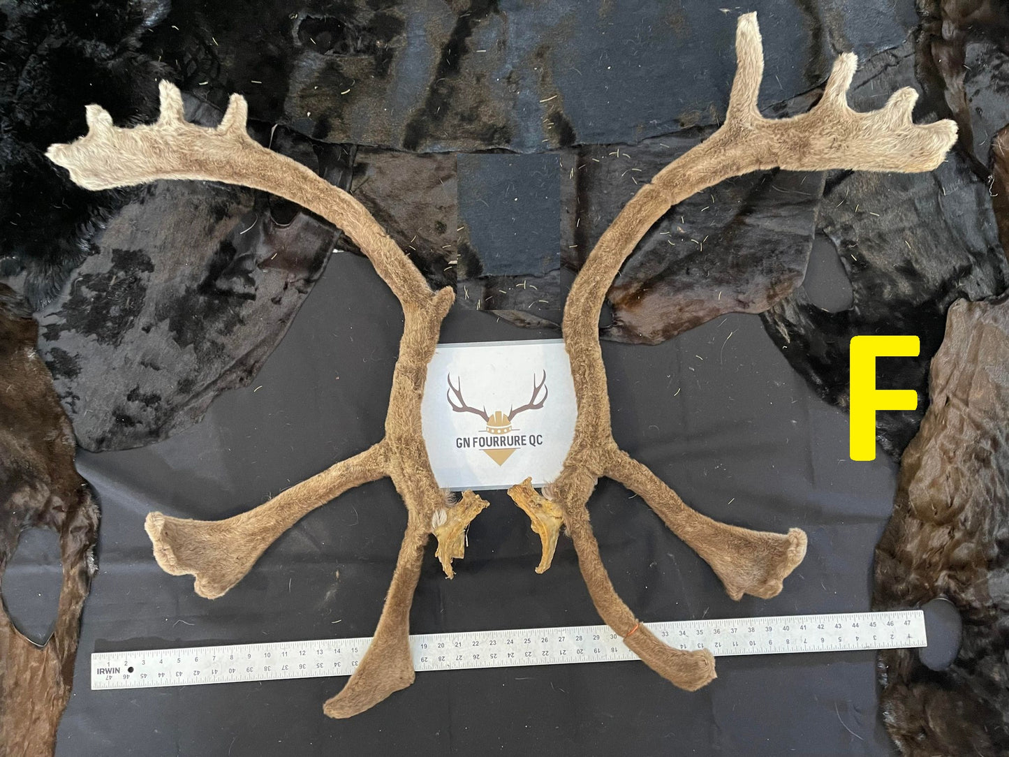 Caribou Antlers