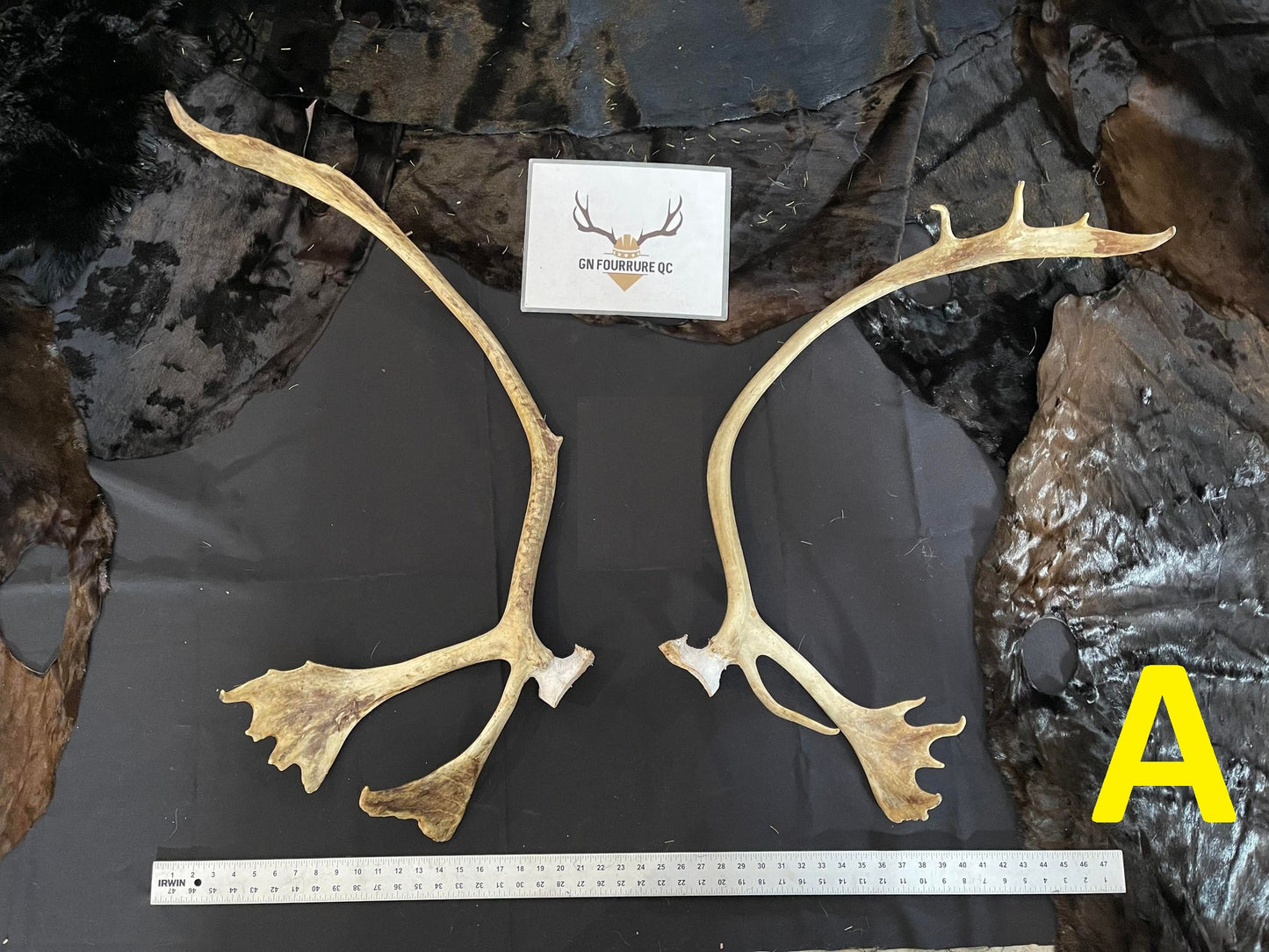 Caribou Antlers
