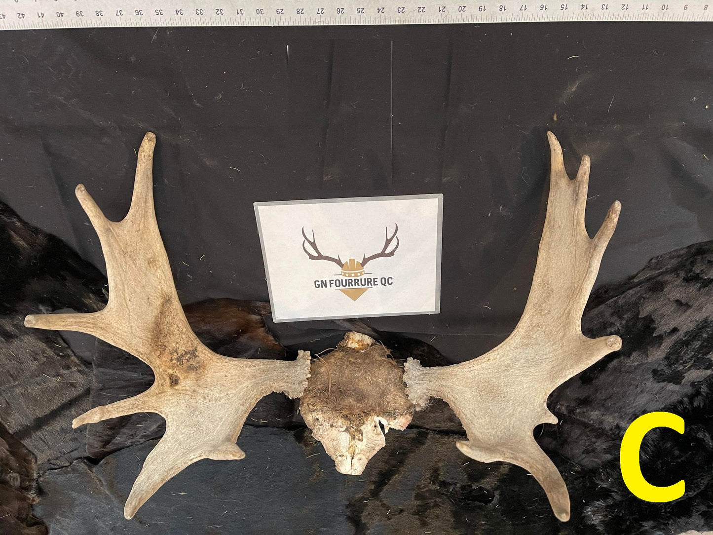 Bois d'élan