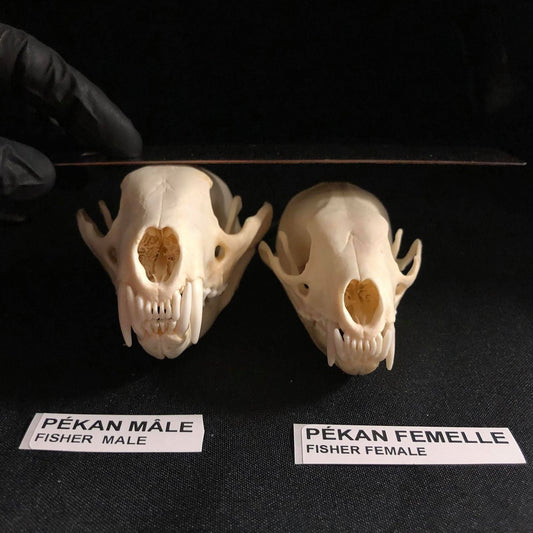Fisher Skull