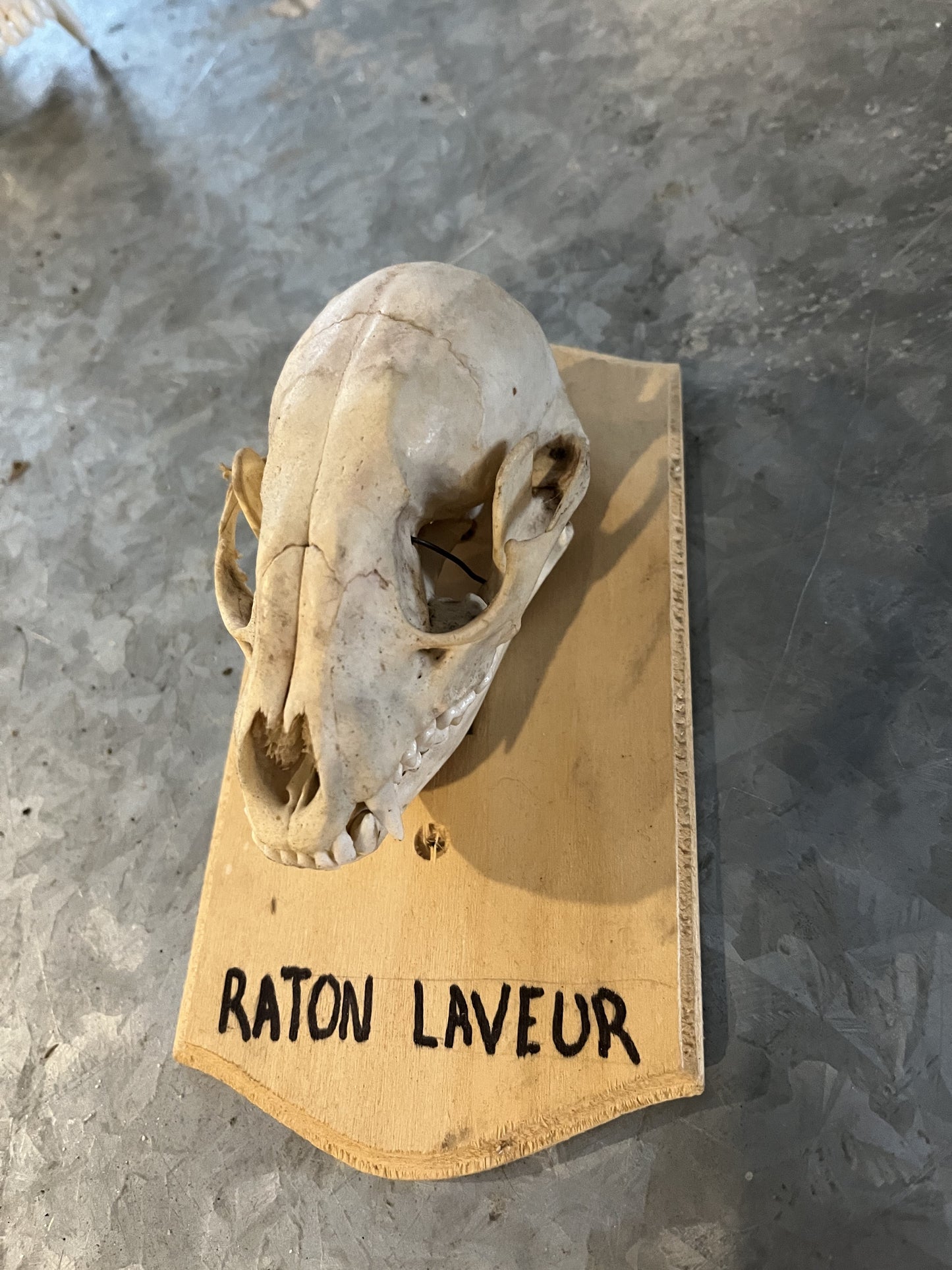 Crâne de raton laveur naturel sur plaque en bois