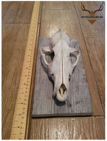 Coyote Skull, Wall Mount