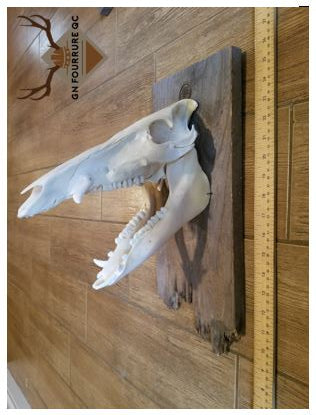 Wild Boar Skull On Wooden Plate - made to order