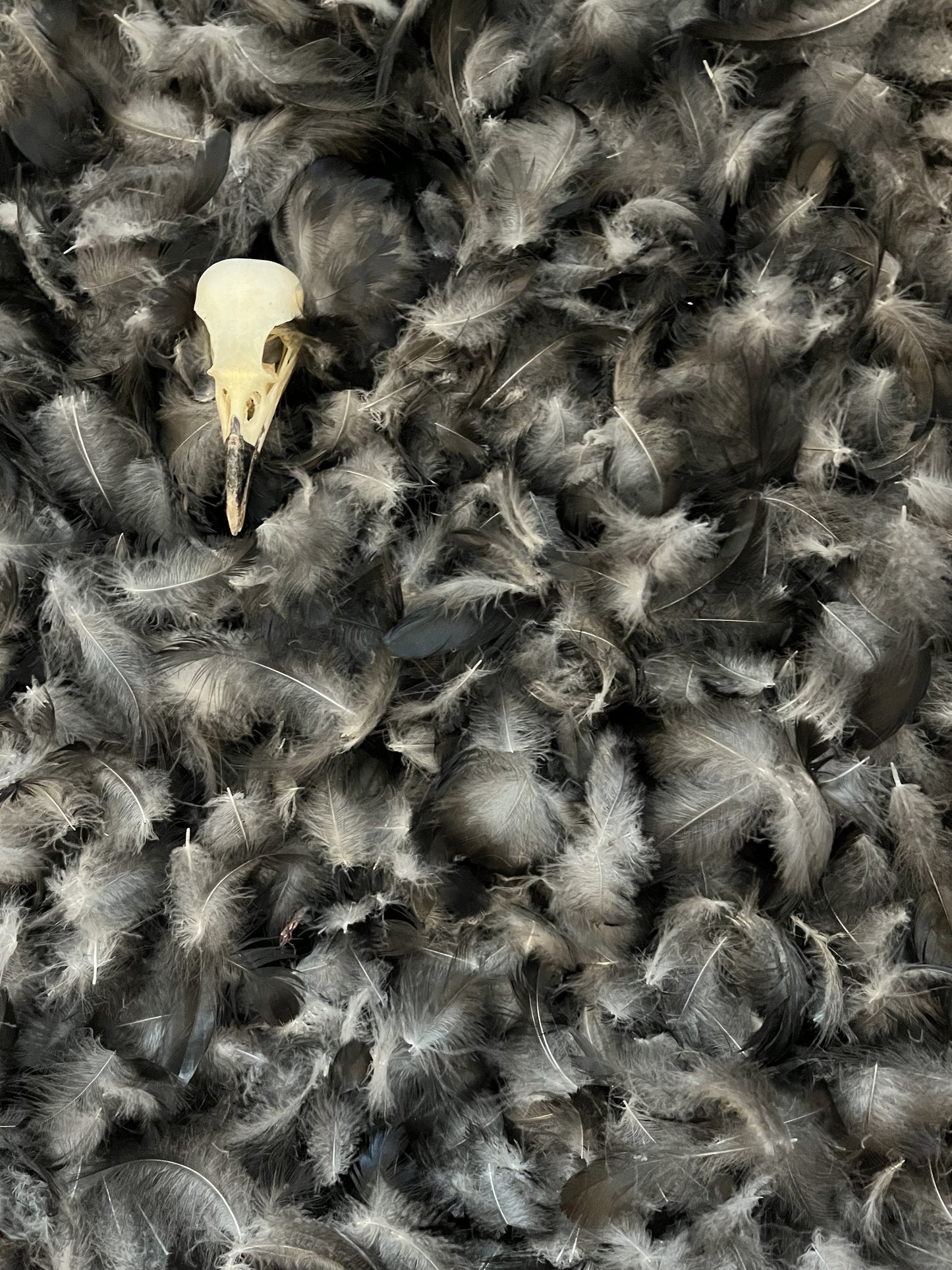 Plumes de corneille – Plumes de duvet
