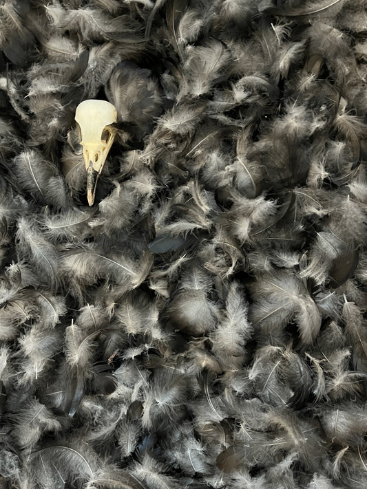 Crow Feathers - Down feathers