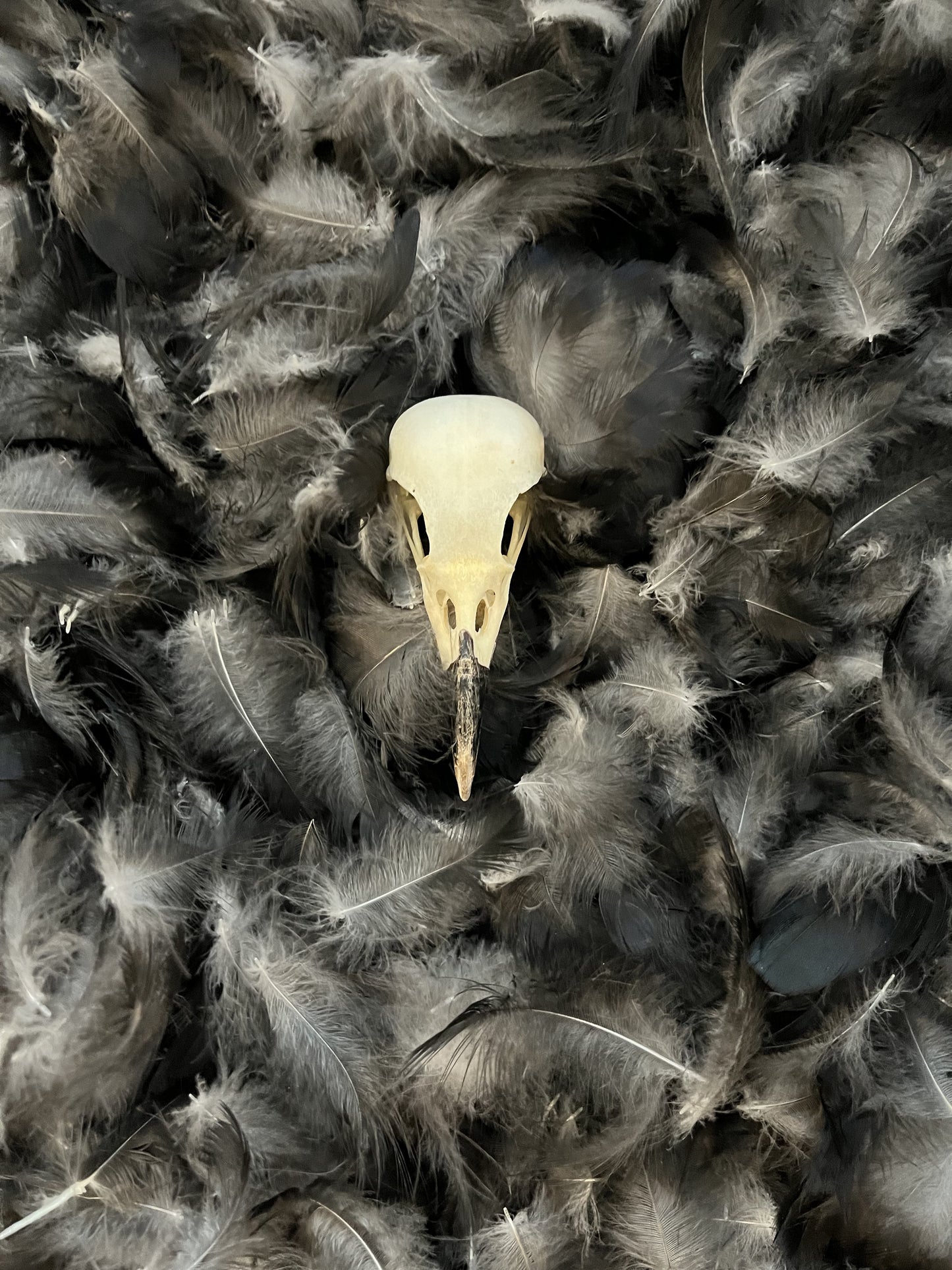 Plumes de corneille – Plumes de duvet