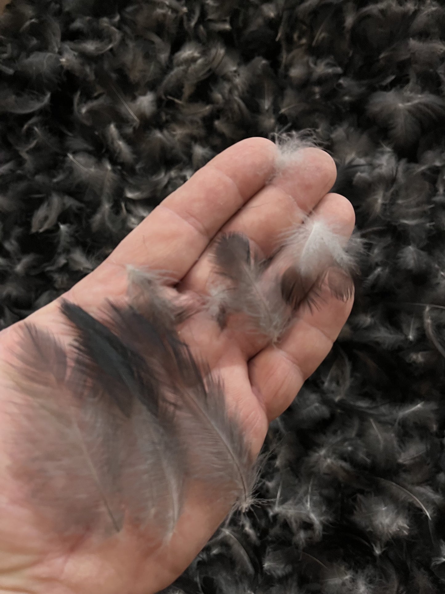Plumes de corneille – Plumes de duvet