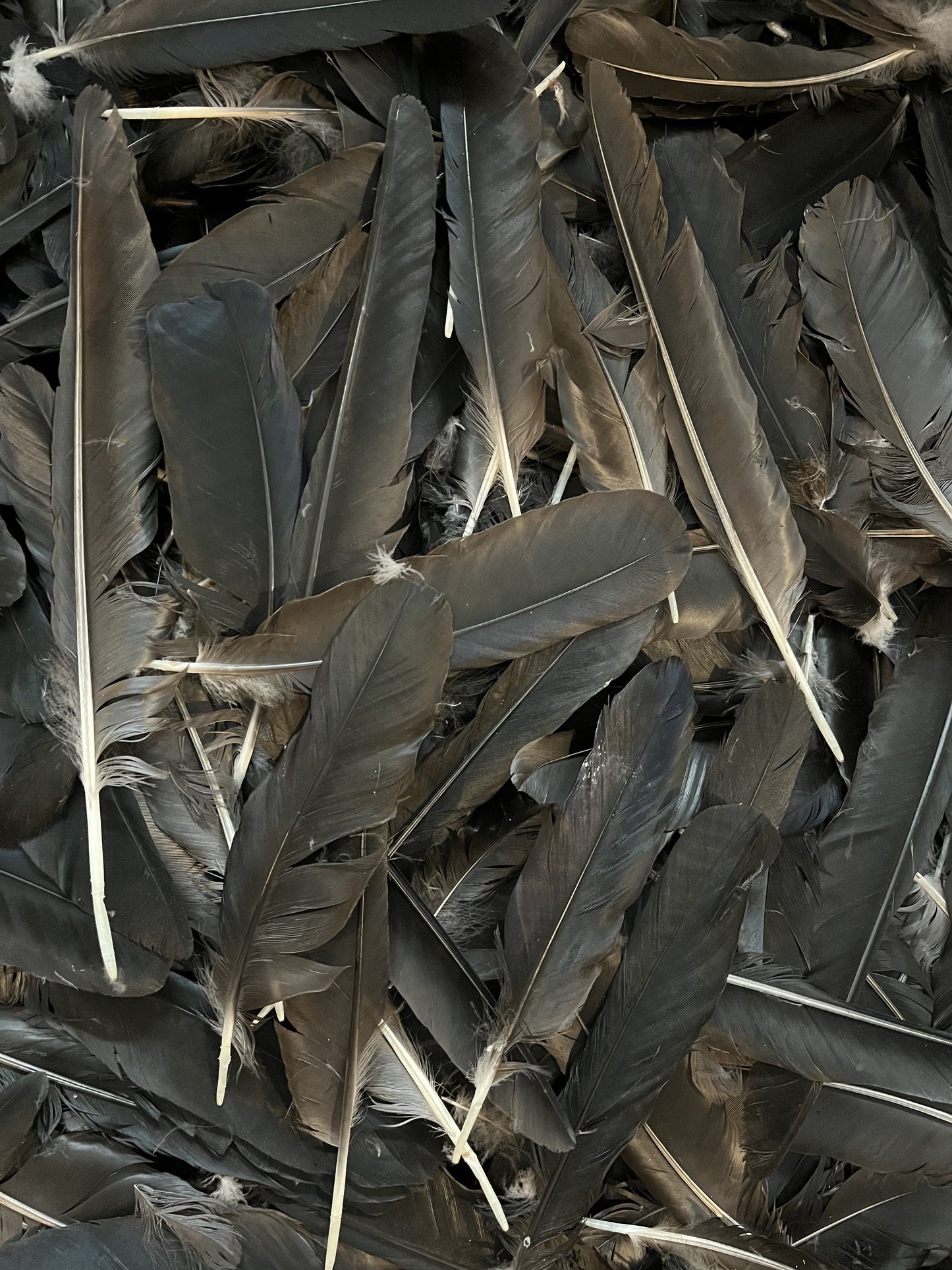 Plumes de corneille – Plumes des ailes et de la queue