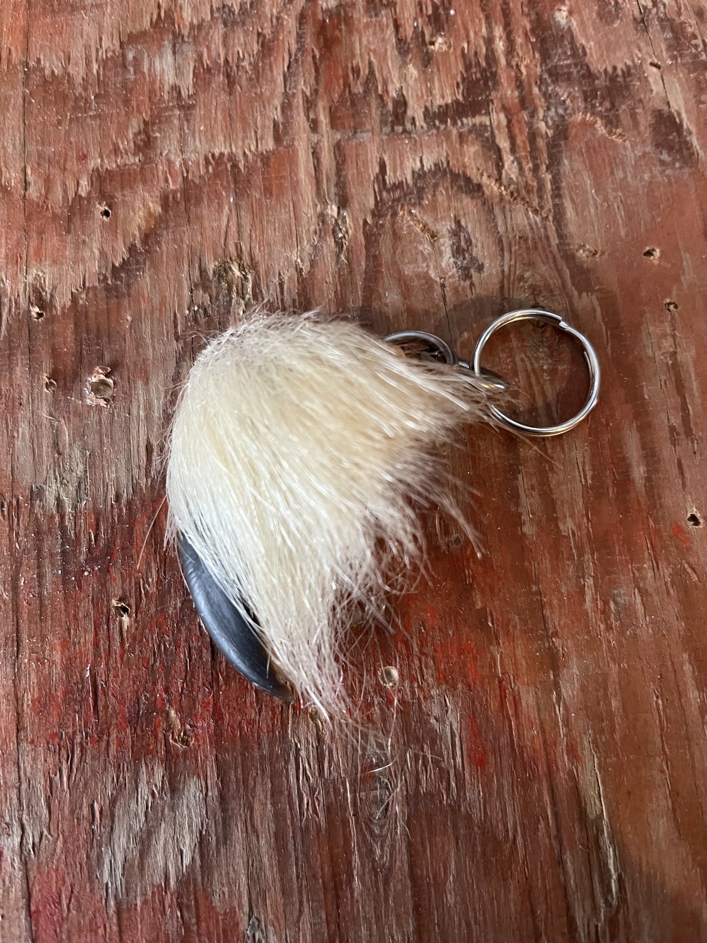 Pendentif Griffe d'Ours Polaire (court)