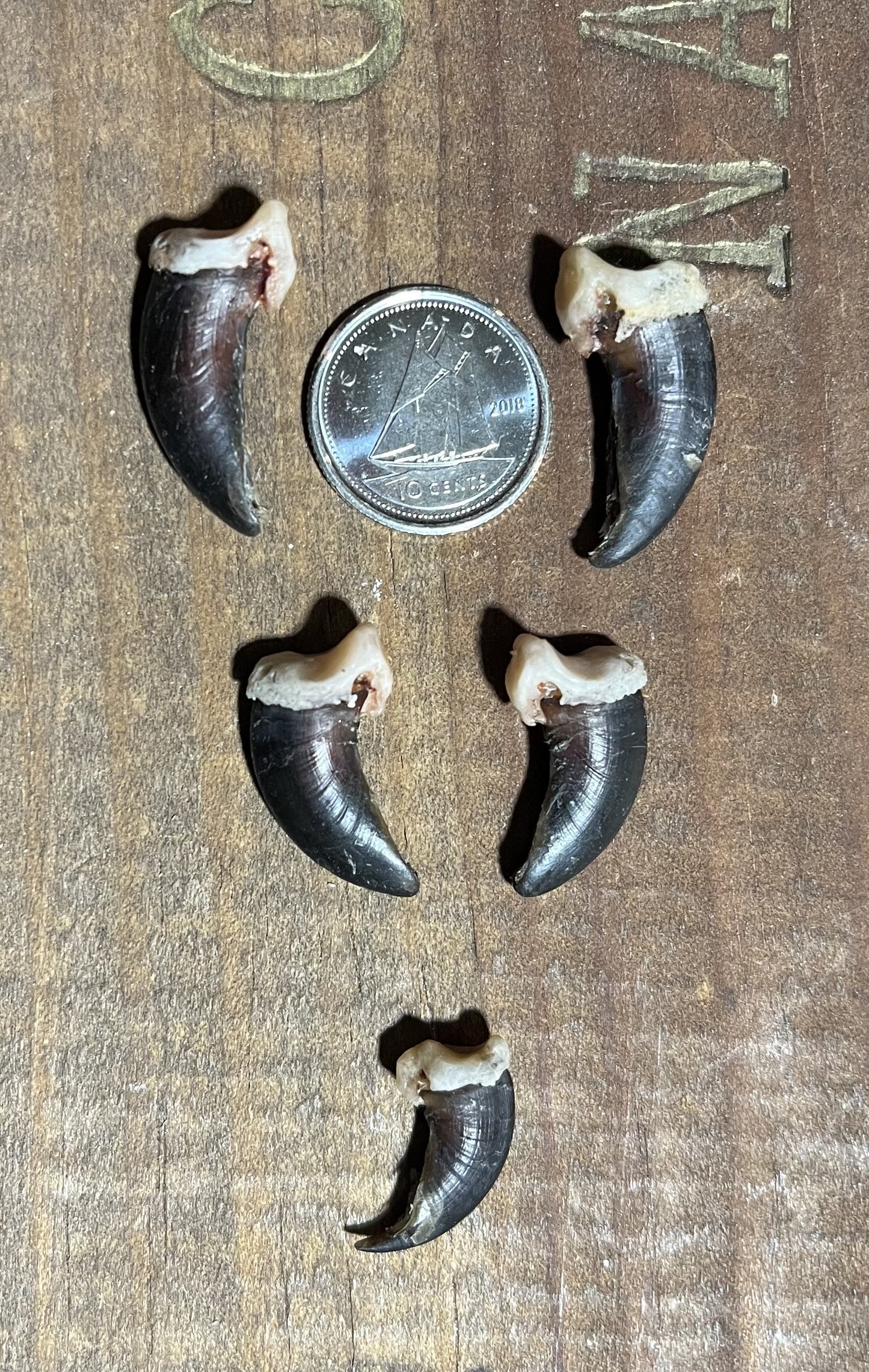Griffe de coyote, qualité supérieure