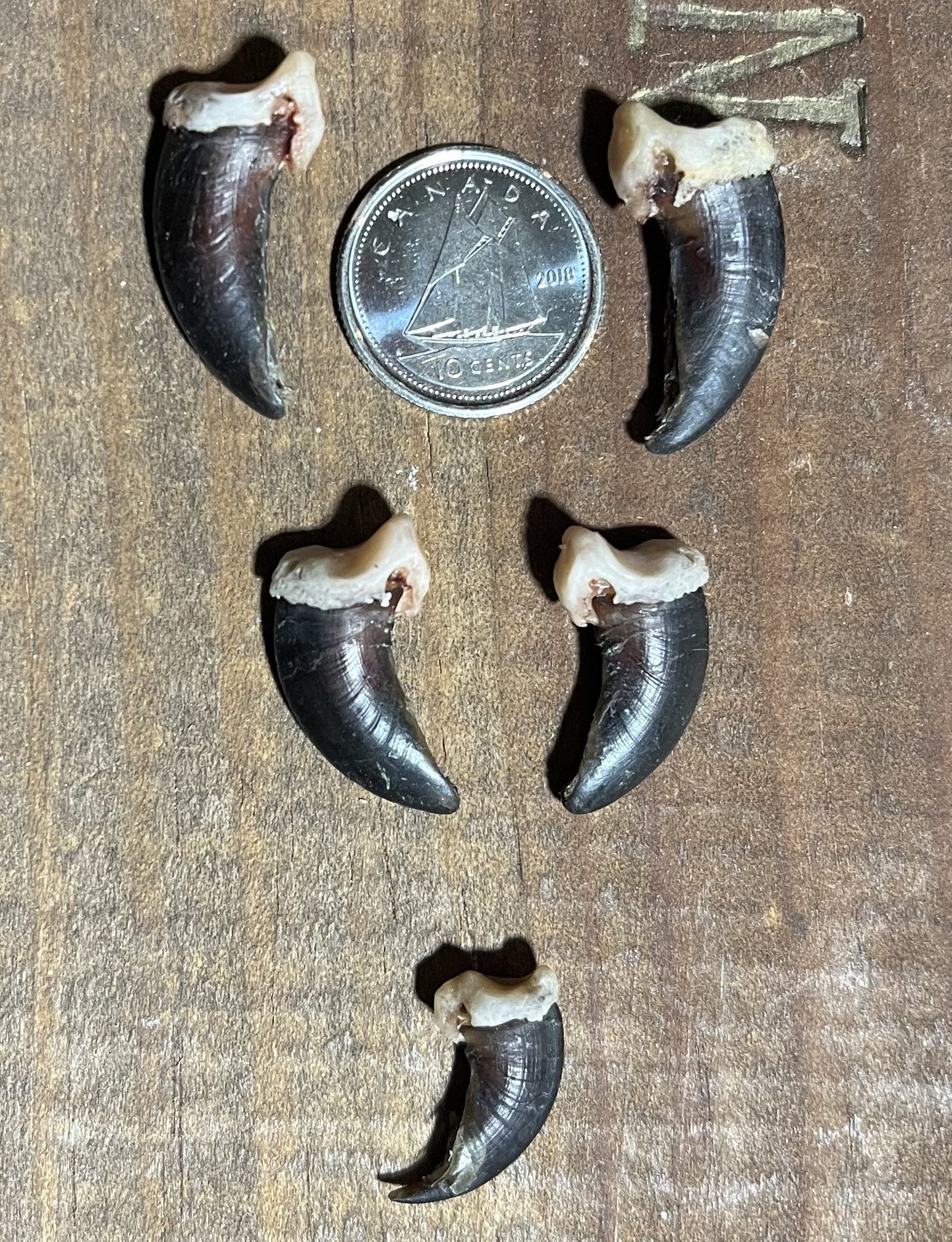Coyote Claw, Premium Quality