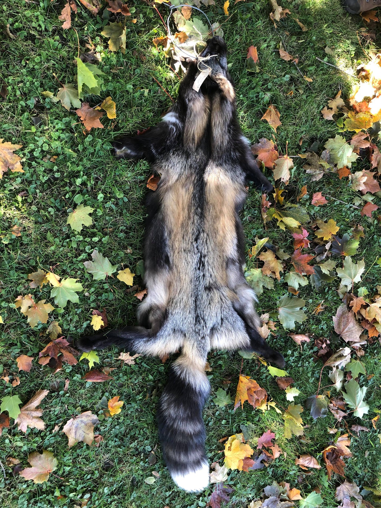 Silver & Red cross Fox Pelt - Premium quality