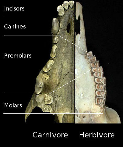 Coyote Teeth and Fangs