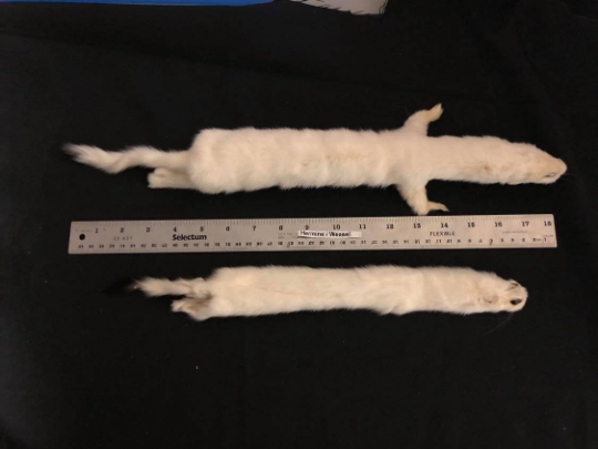 Stoat Fur