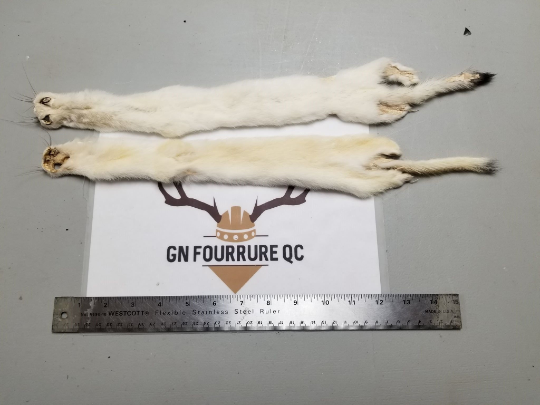Stoat Fur