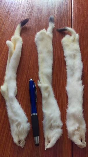 Stoat Fur