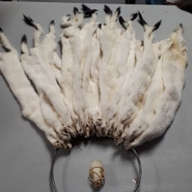 Stoat Fur