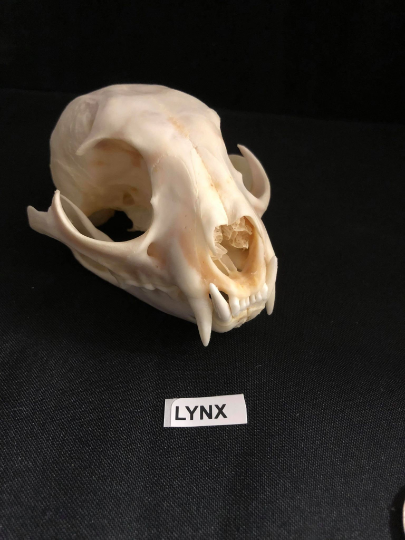 Crâne de lynx blanchi