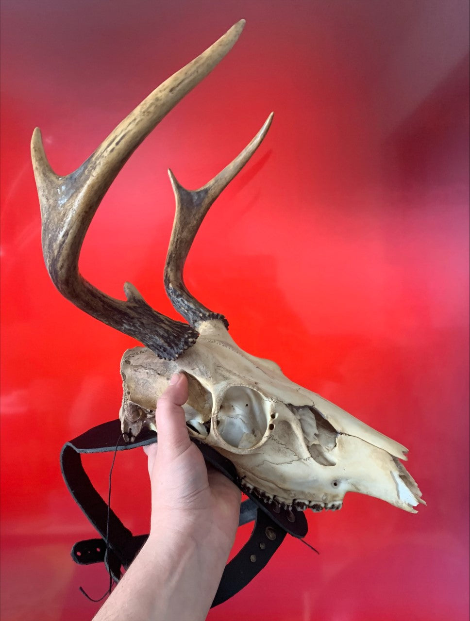 Deer Skull Mask with Antlers