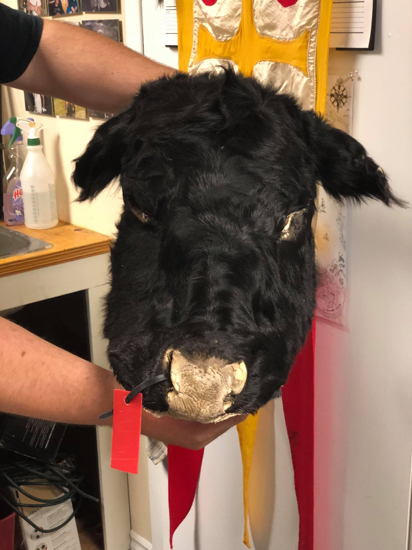 Bull Head Fur