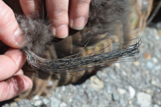 Turkey Goatee