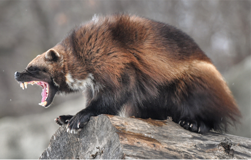 Wolverine Fur Pelt
