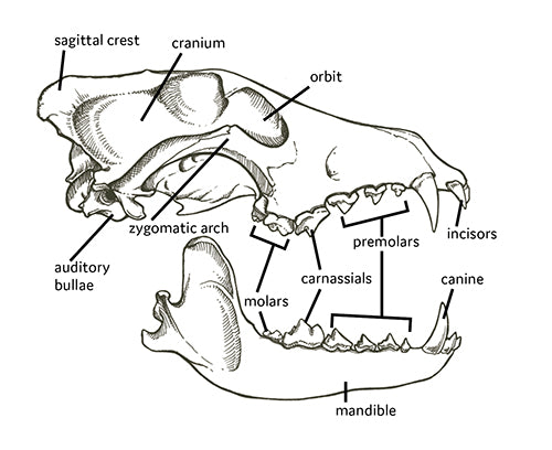 Fox Molar Teeth - Batches
