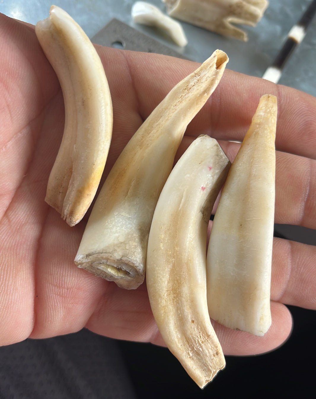 Animatal Teeth Real Animal Teeth from Canada – Page 2 – Medieval Fur