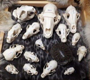 Custum Skull Collection