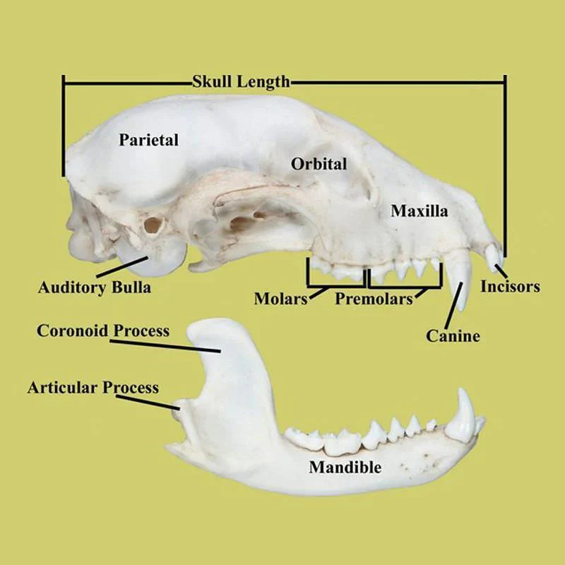 Incisors Bear Teeth