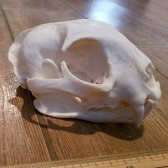 Lynx Skull, Bleached 2nd Quality