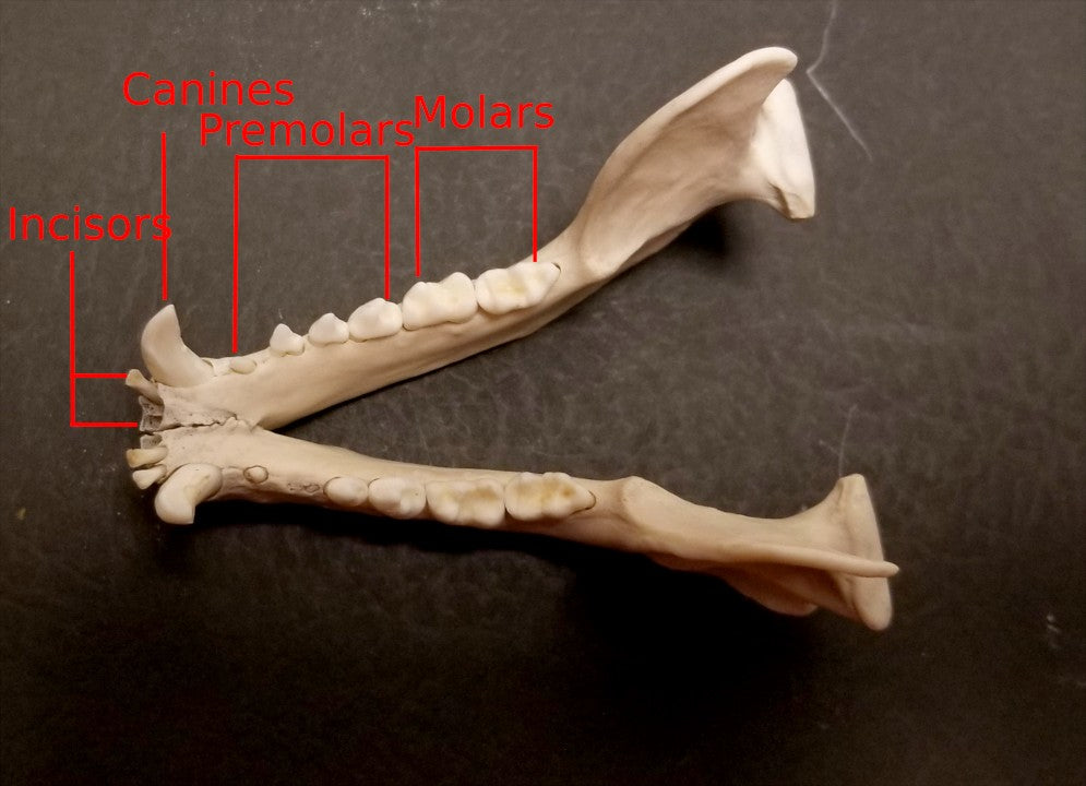 Raccoon Teeth