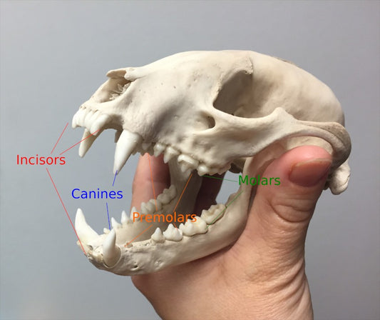 Raccoon Teeth