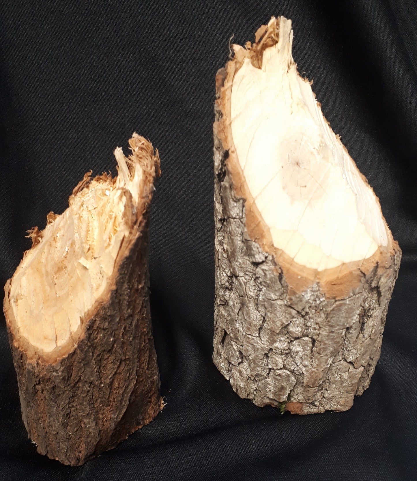 Beaver Wood