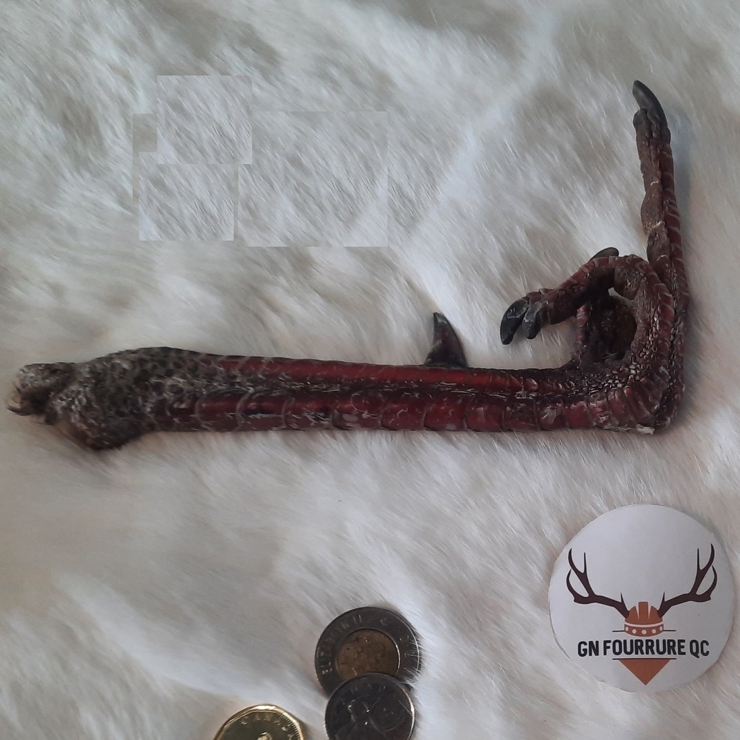 Wild Turkey Feet