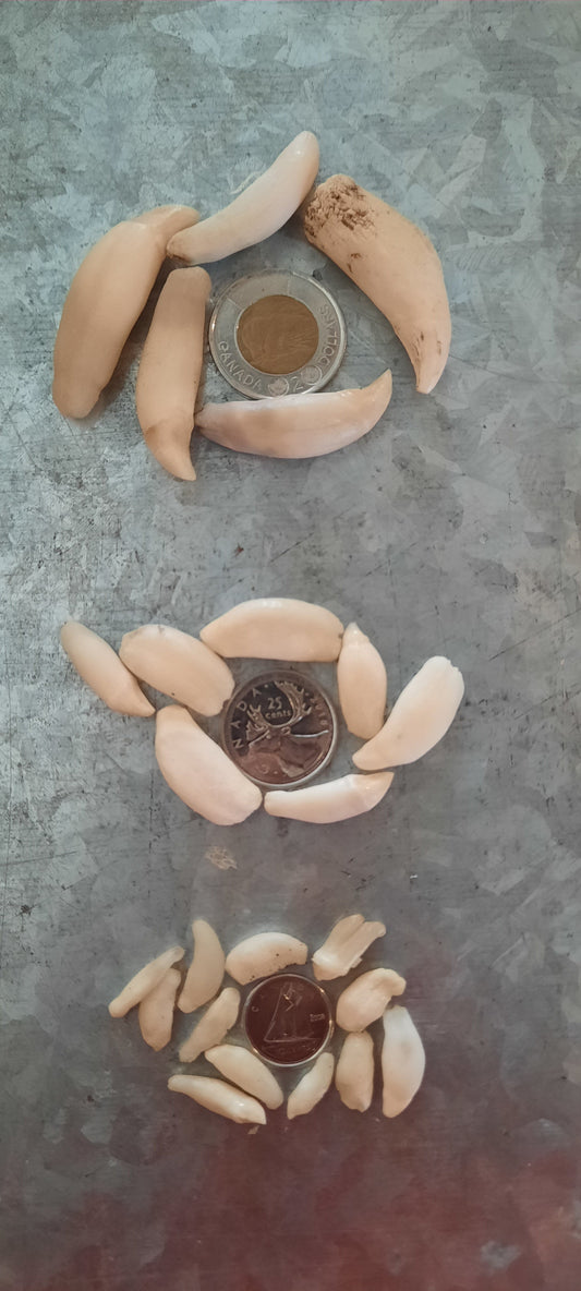 Seal Teeth - DAMAGED