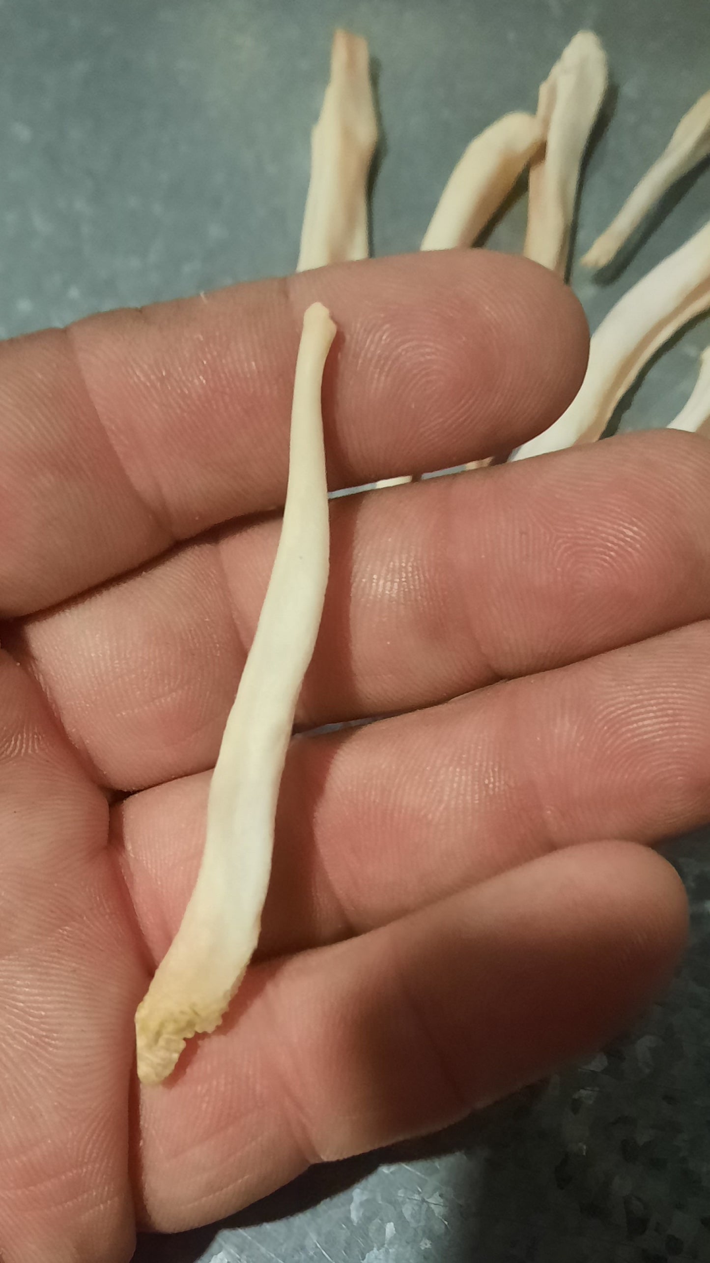 Wolf Baculum