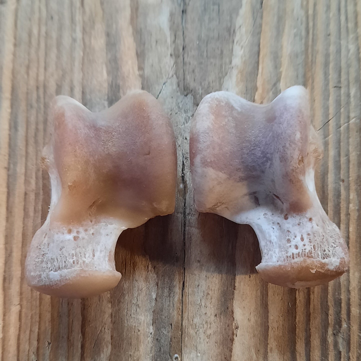 Lucky Wolf Bone - Talus