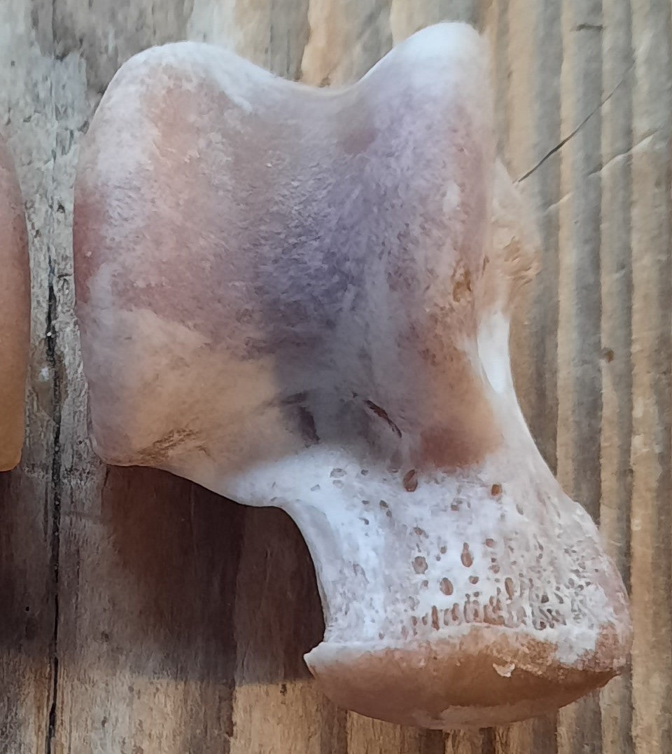 Lucky Wolf Bone - Talus