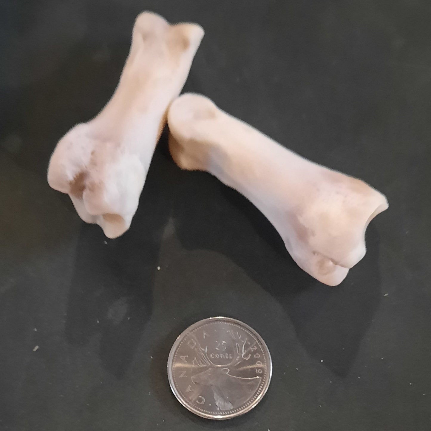Long Pastern Deer Bone
