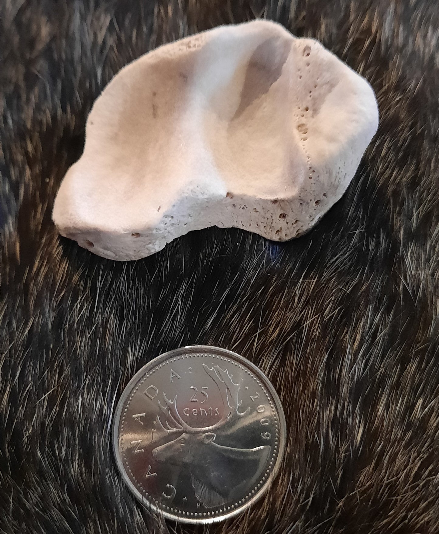 Bear Bone - Scapholunar Wrist Bone