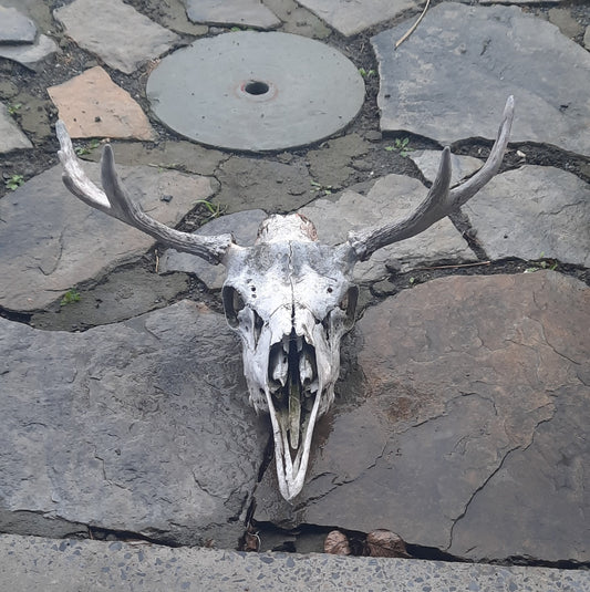 Moose Skull