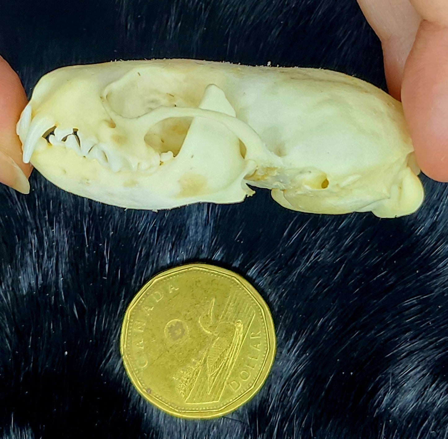Stoat Skull, Bone