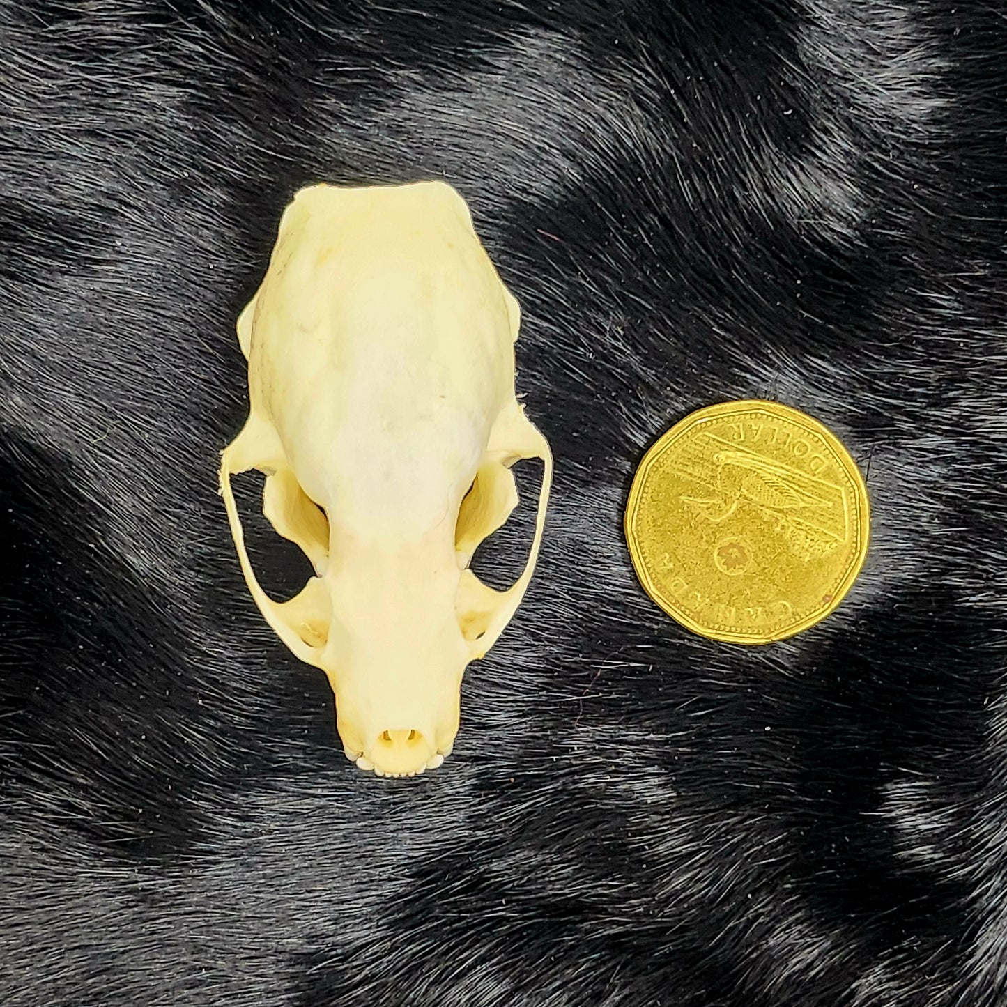 Stoat Skull, Bone