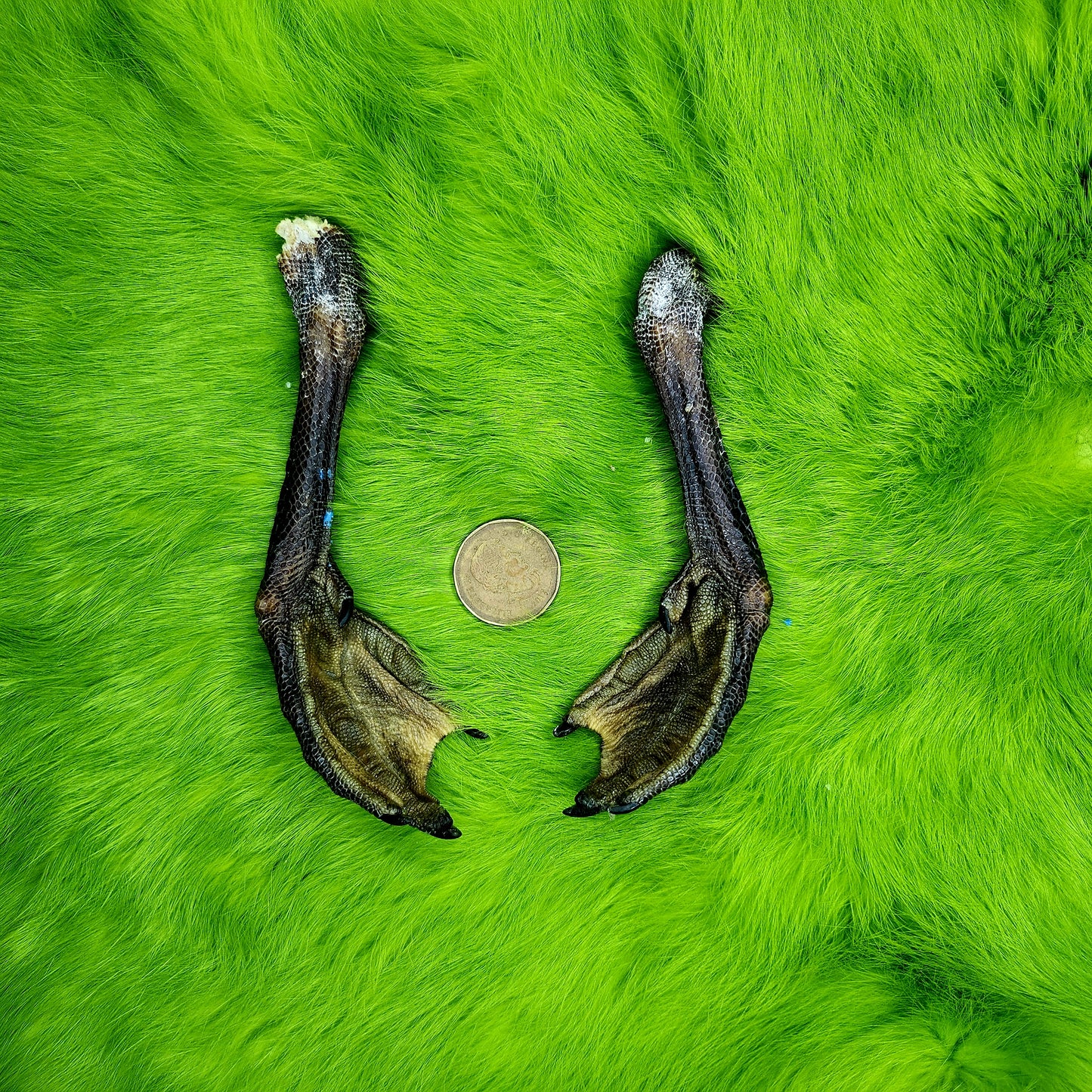 Duck Feet (farm raised)