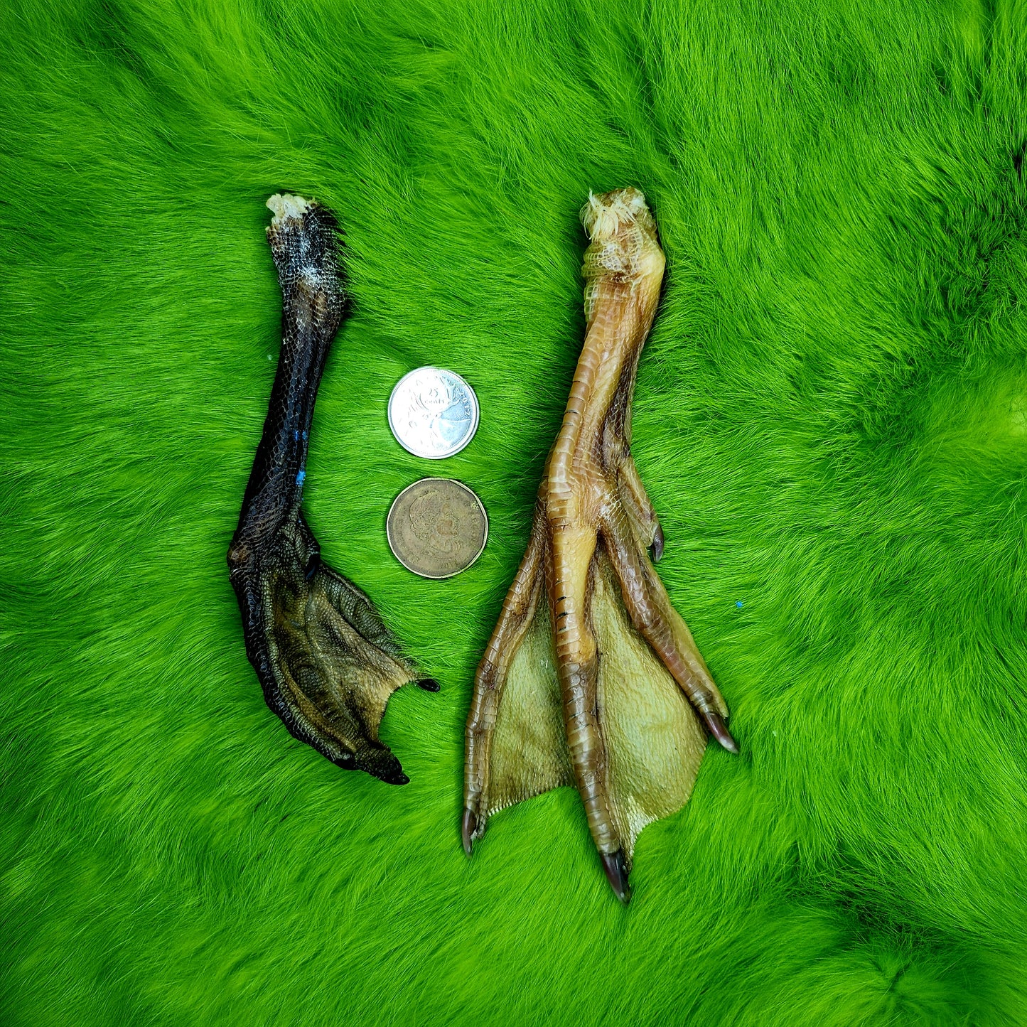 Duck Feet (farm raised)